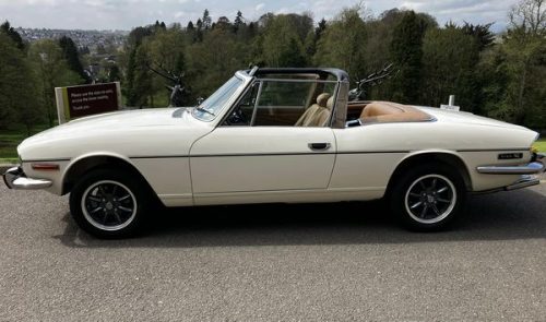 White Stag for Sale (3)